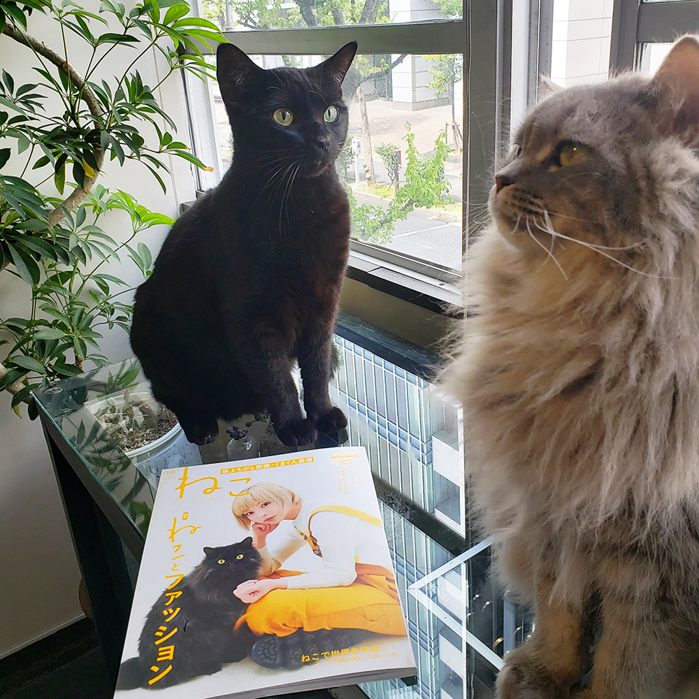 renriの看板猫がついに雑誌デビューです！！
